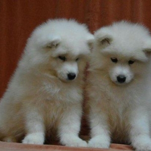 Продаются щенки самоеда мальчики и девочки документы КСУ отец юный