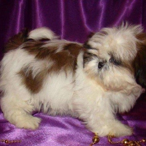 Продаются шикарные малютки Ши-тцу. Детки очень яркие, с короткой