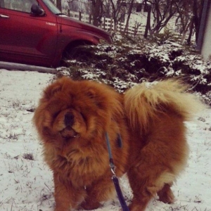 Шикарные щенки чау чау с документами Девочки и мальчики Очень