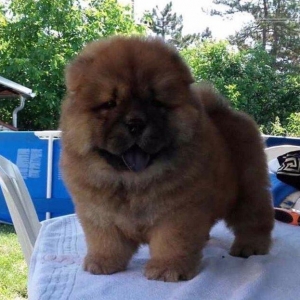 Шикарные щенки чау чау с документами Девочки и мальчики Очень