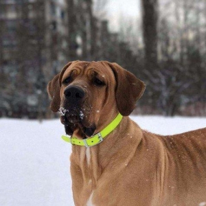 Если Вы ищете настоящего друга и защитника в одном лице, тогда эта