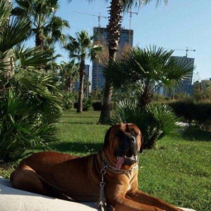 Если Вы ищете настоящего друга и защитника в одном лице, тогда эта