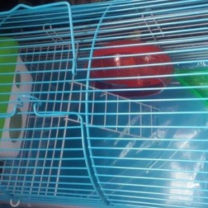 Cunqarik ,xamyaklar ucun Teze iri qefes satilir. gorduyunuz butun akse