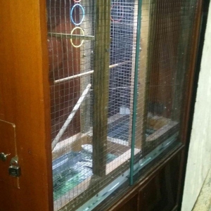 papuqaylar üçün iri qəfəs hər bir şəraiti var çoxlu papuqay salmaq ola