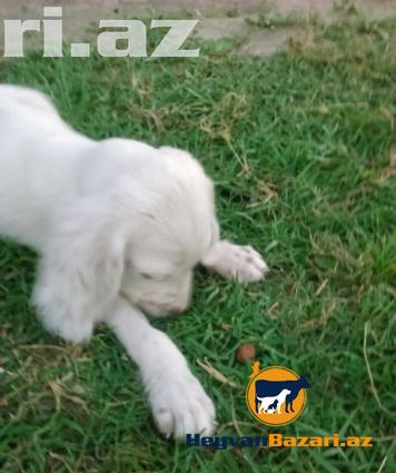 orginal setter ve kucxar balalari satilir.