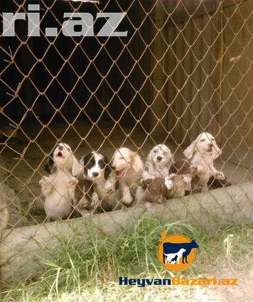 orginal setter ve kucxar balalari satilir.