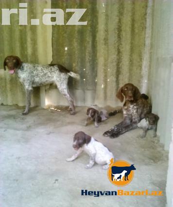 orginal setter ve kucxar balalari satilir.