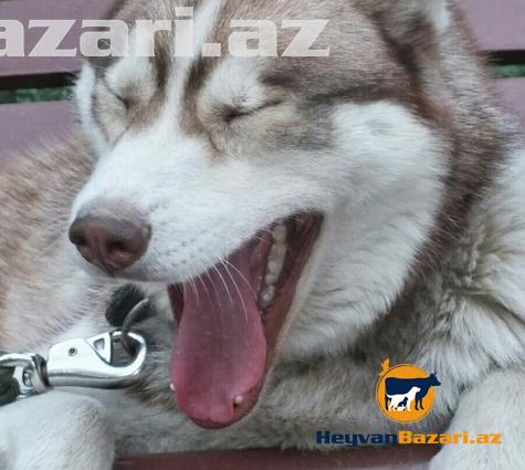 XASKI təcili satılır