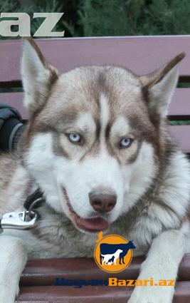 XASKI təcili satılır