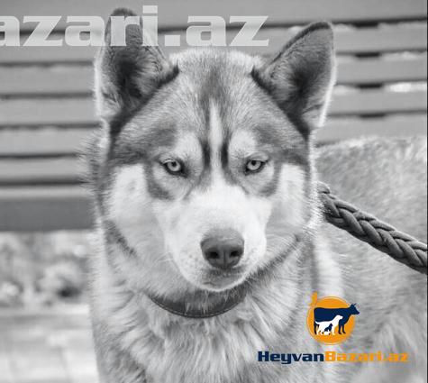 XASKI təcili satılır