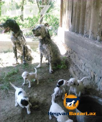 orginal setter ve kucxar balalari satilir.