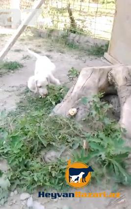 orginal setter ve kucxar balalari satilir.