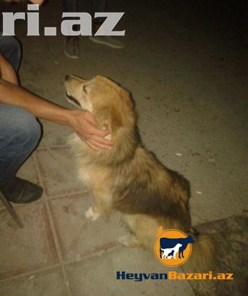 Weraitim Olmadigi Ucun Deyiwirem Pula Ehtiyacim Yoxdur .