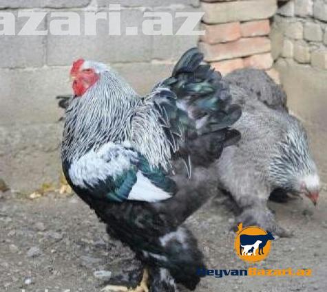 Rusiya ukrayinadan gelme brama