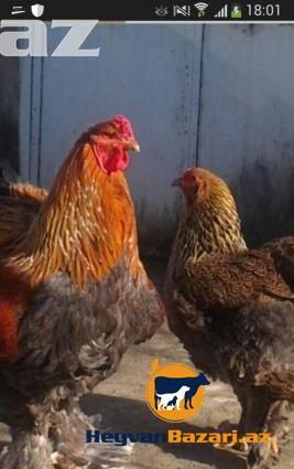 Rusiya ukrayinadan gelme brama