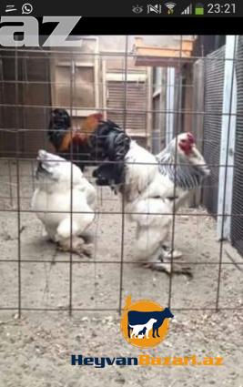 Rusiya ukrayinadan gelme brama