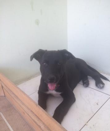 Euroeidski ovçarkadır adı sezardır 3 ay 4 günlükdür voksinleri vurulub