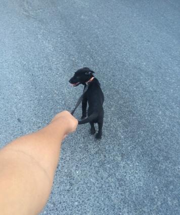 Euroeidski ovçarkadır adı sezardır 3 ay 4 günlükdür voksinleri vurulub