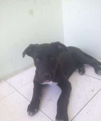 Europeidski ovçarka sinesi ayalarının ucu ağ rengde 3ay4 günlük erkek