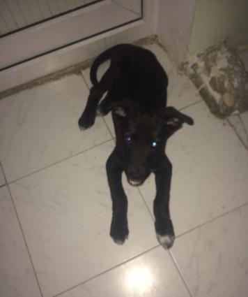 Euroeidski ovçarkadır adı sezardır 3 ay 4 günlükdür voksinleri vurulub