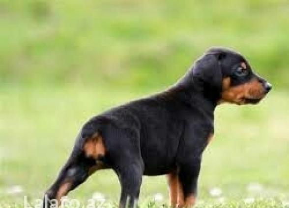 K9, xaski vəya doberman balası verən olsa saxlayaram. Xaiş edirəm 3 ay