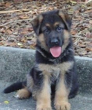 K9, xaski vəya doberman balası verən olsa saxlayaram. Xaiş edirəm 3 ay