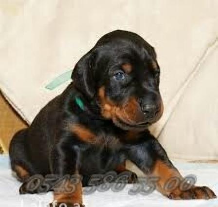 K9, xaski vəya doberman balası verən olsa saxlayaram. Xaiş edirəm 3 ay