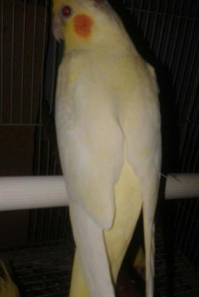 K9, xaski vəya doberman balası verən olsa saxlayaram. Xaiş edirəm 3 ay