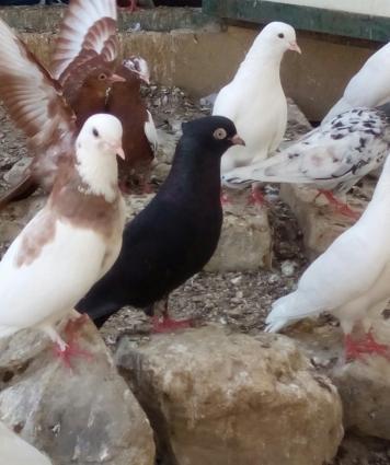 iranski sehtan kekil komuru qsradilar bir cutdu bir ildi mendediler 4