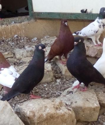 iranski sehtan kekil komuru qsradilar bir cutdu bir ildi mendediler 4