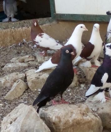 iranski sehtan kekil komuru qsradilar bir cutdu bir ildi mendediler 4