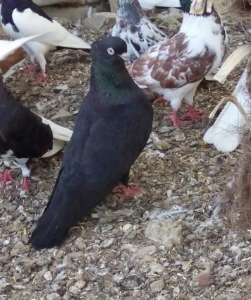 iranski sehtan kekil komuru qsradilar bir cutdu bir ildi mendediler 4