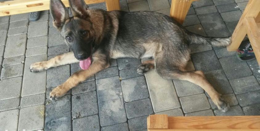 Belçika avcarkasi satilir