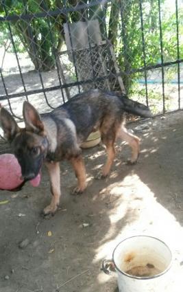 Belçika avcarkasi satilir