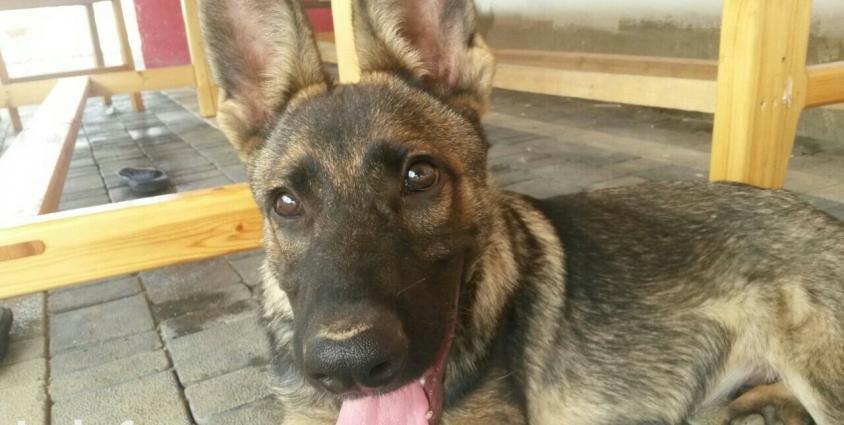 Belçika avcarkasi satilir