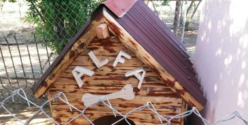 Belçika avcarkasi satilir