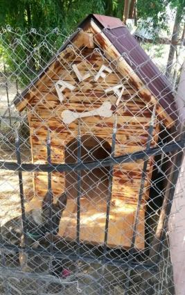 Belçika avcarkasi satilir