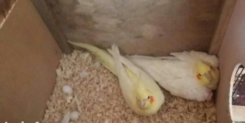 karella lar her rengde ve her yawda her curu var