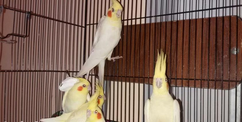 karella lar her rengde ve her yawda her curu var