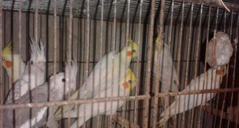 karella lar her rengde ve her yawda her curu var