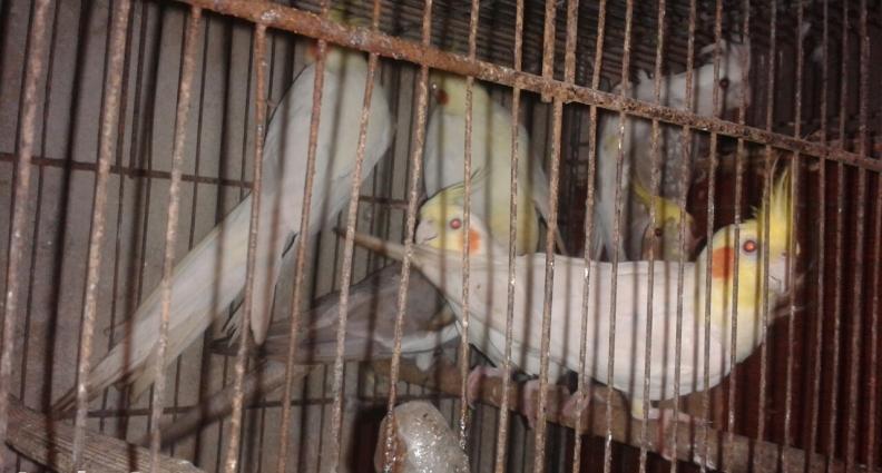 karella ucuz satiwi her reng her vaxtin