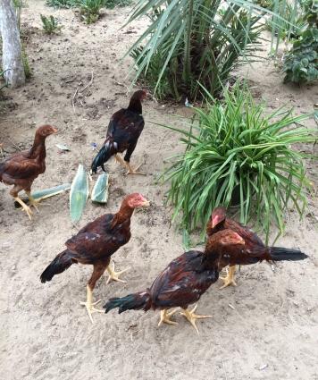 Heyratılar satılır 4 ü beçe 1 fere hamısı öz heyvanımın balalarıdı ter