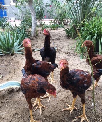 Heyratılar satılır 4 ü beçe 1 fere hamısı öz heyvanımın balalarıdı ter