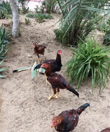 Heyratılar satılır 4 ü beçe 1 fere hamısı öz heyvanımın balalarıdı ter