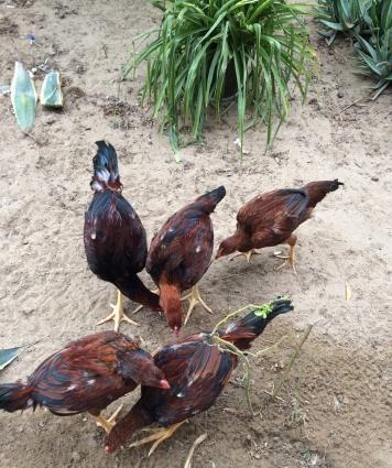 Heyratılar satılır 4 ü beçe 1 fere hamısı öz heyvanımın balalarıdı ter