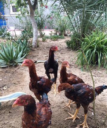 Heyratılar satılır 4 ü beçe 1 fere hamısı öz heyvanımın balalarıdı ter