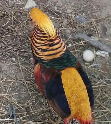 qizil qirqovulun xoruzu deyisirem gumus qirqoculun feresiyle limon qir