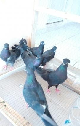 satilir hoptom3 manatdanela quwlarditergidirem diye satiram