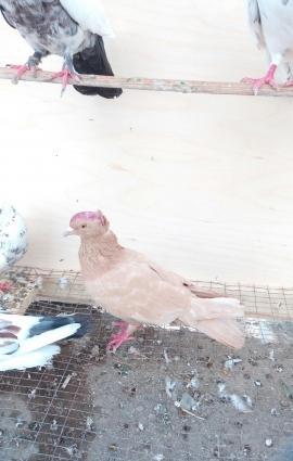 satilir hoptom3 manatdanela quwlarditergidirem diye satiram