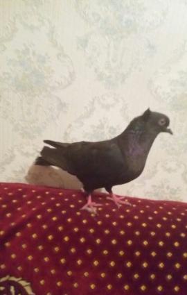 satilir hoptom3 manatdanela quwlarditergidirem diye satiram